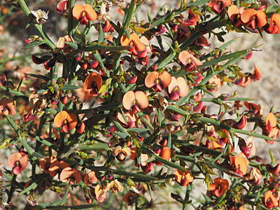 Daviesia ulicifolia ssp. incarnata f Denzel Murfet Waitpinga Cliffs